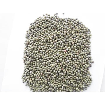 Nouvelle culture bonne qualité Green Mung Bean